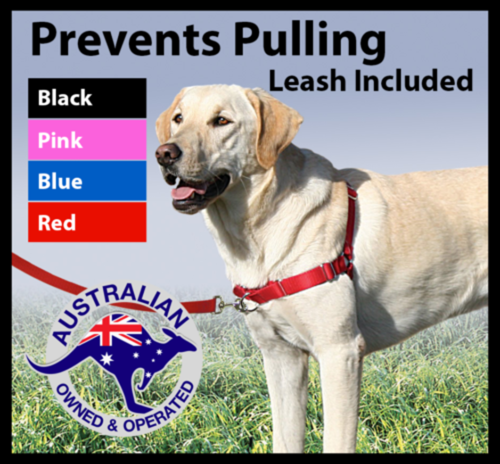 gentle leader dog leash