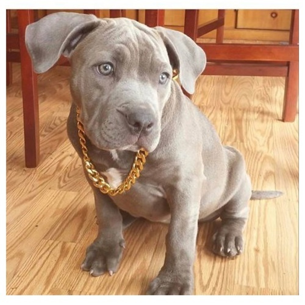 gold puppy collar