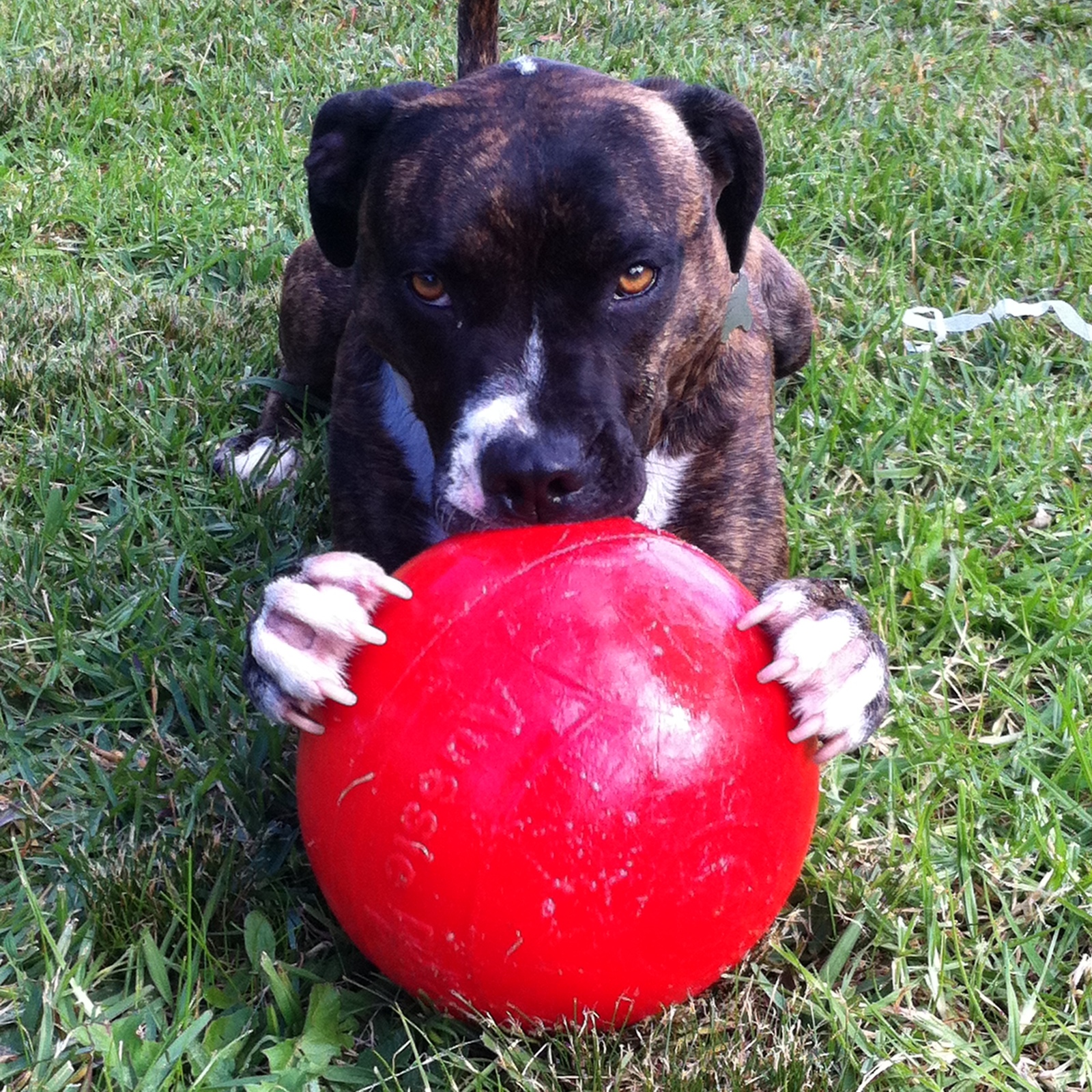 staffy balls