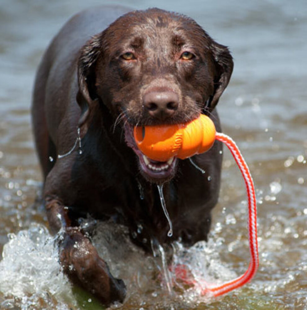 best floating dog toys