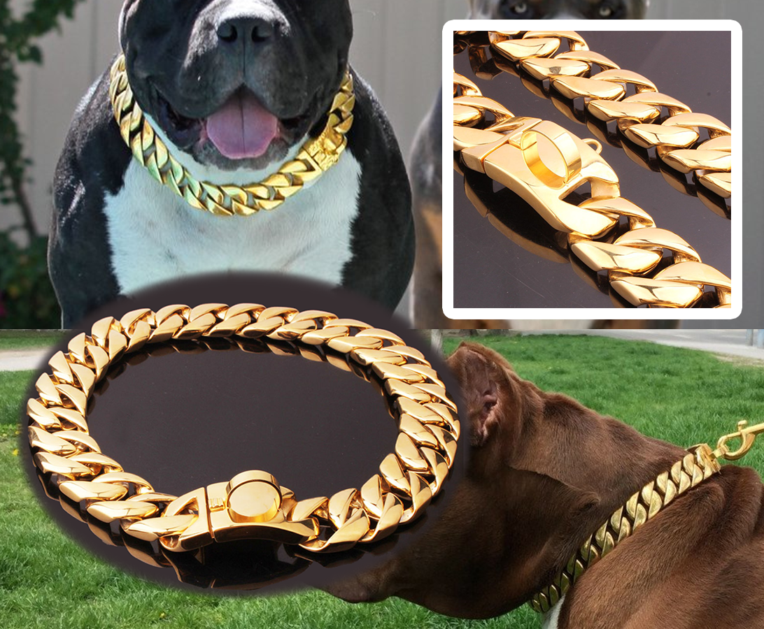 gold puppy collar