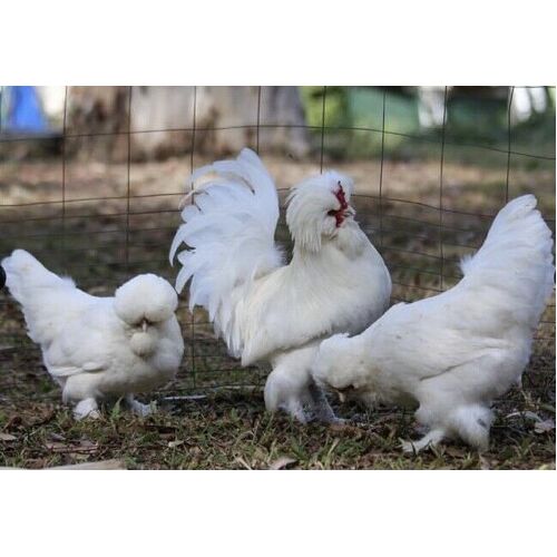 Fertile eggs - Sultan chicken, rare poultry breed